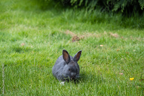 small cute grey bunny eating on the green grass field in the park 