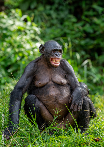 Bonobo  with open mouth. Green natural background. The Bonobo   Pan paniscus   sometimes called the pygmy chimpanzee. Democratic Republic of Congo. Africa