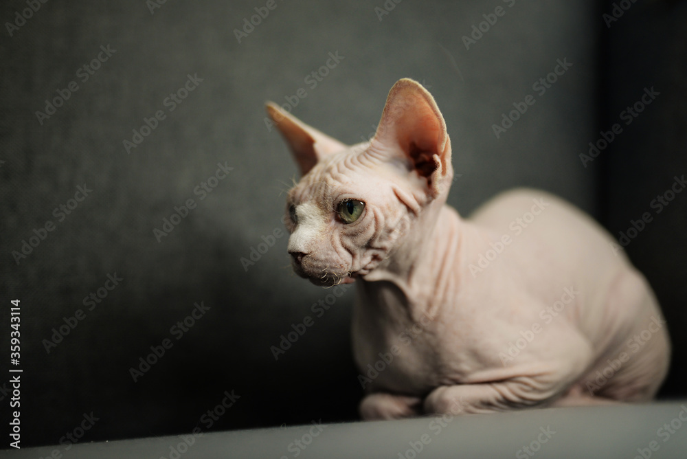 Hairless cat sit on dark blue sofa, naked kitty with serious face Hairless cat sit on dark blue sofa, naked kitty with serious face