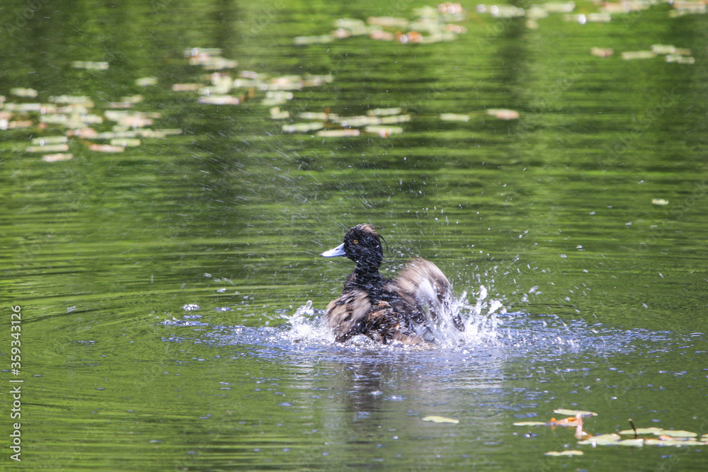 水浴びをするキンクロハジロ