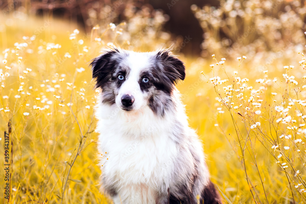 Mini aussie blue eyes top
