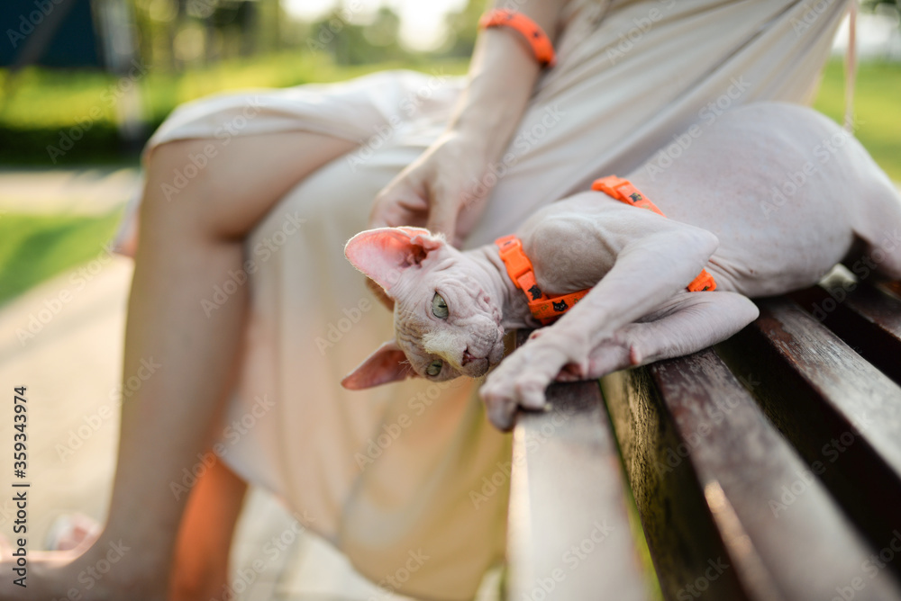 Girl and hairless cat in suit take rest in park, the cat play with bench Girl and hairless cat in suit take rest in park, the cat play with bench