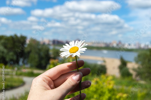 camomile in a woman's hand against the background of a Park on a Sunny day