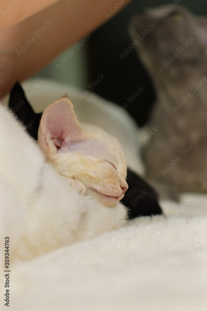 Close up of little light yellow adorable devon rex baby kitty sleeping on bed
Close up of little light yellow adorable devon rex baby kitty sleeping on bed