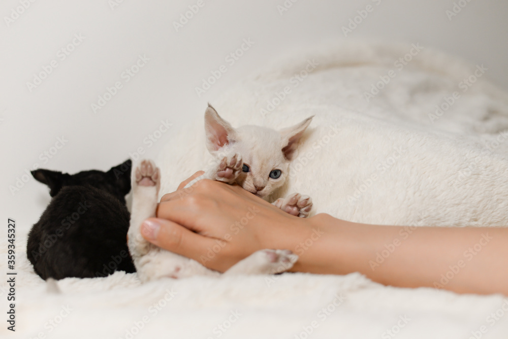 Devon-Rex pup cat play with woman's arms,very small kitty