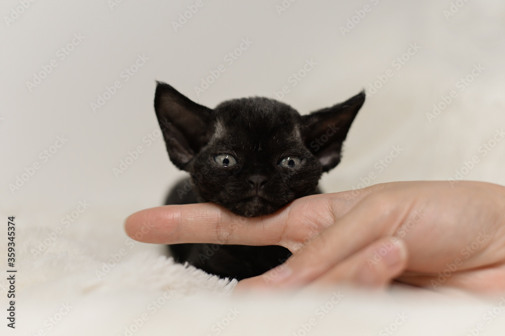 Obraz premium Black sleepy Devon Rex baby kitty put head on woman's finger,very small cat