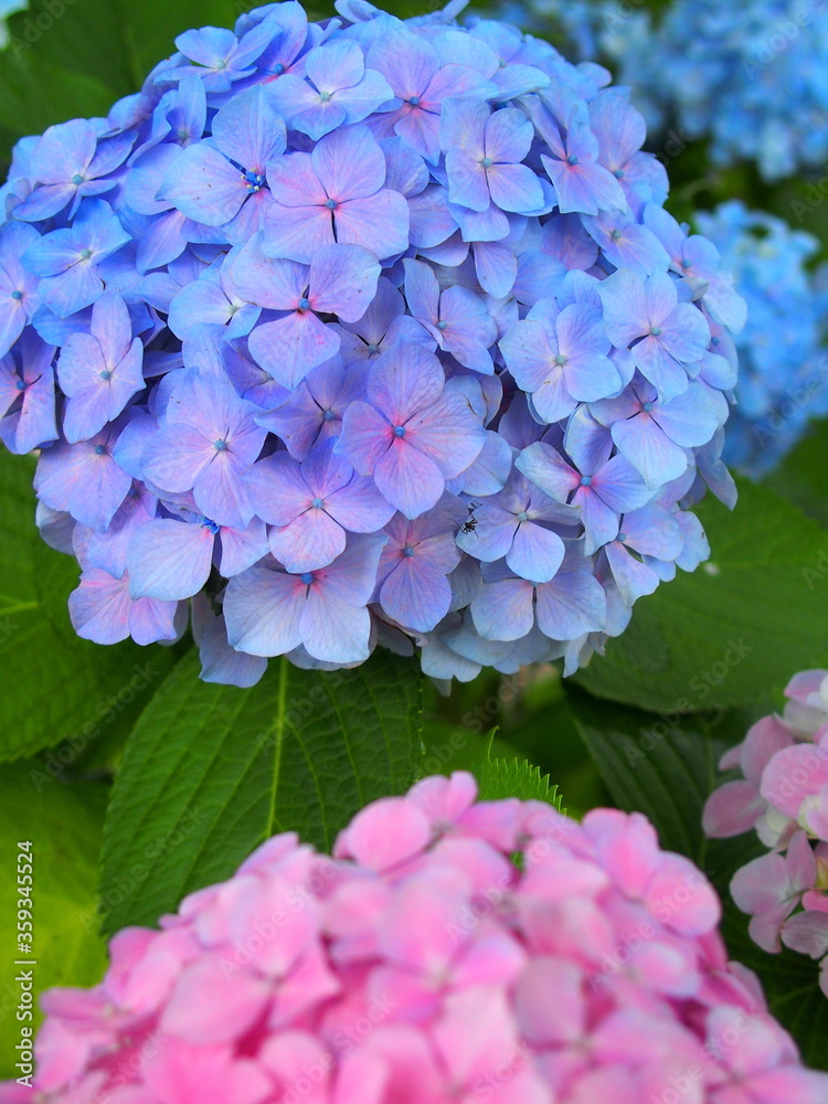 クローズアップの青とピンクの大輪の紫陽花 クローズアップの青とピンクの大輪の紫陽花