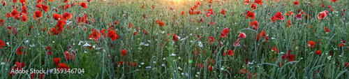 Panorama banner of red corn poppies in a field