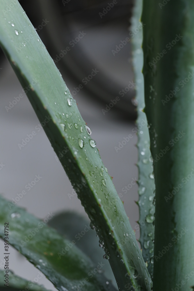 agave agave