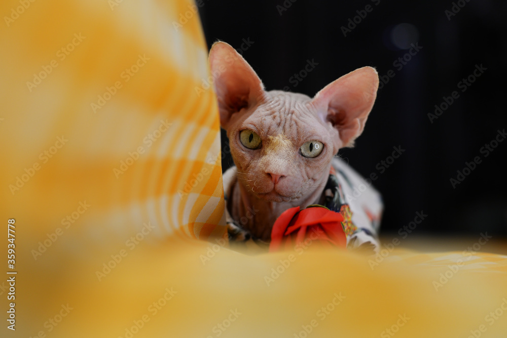 Sphynx Hairless cat in clothes sit on yellow sofa hold red rose
