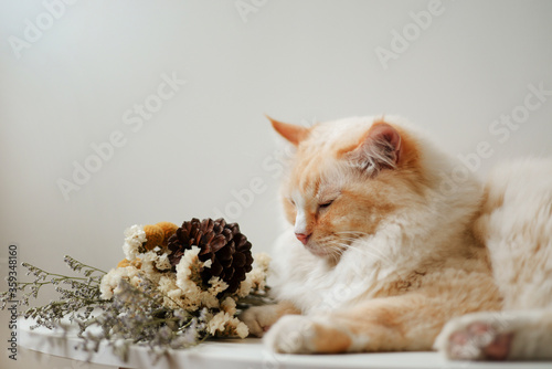 Yellow color cute Ragdoll cat sit on table look down to flowers,sleepy face, light background 
