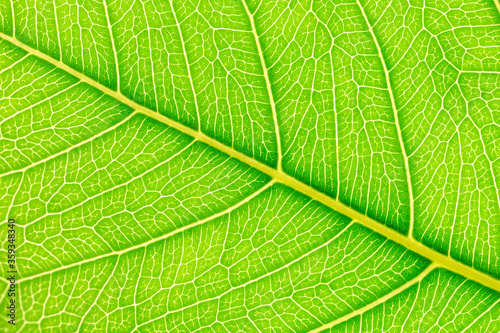 Green leaf background. Plant leaves.