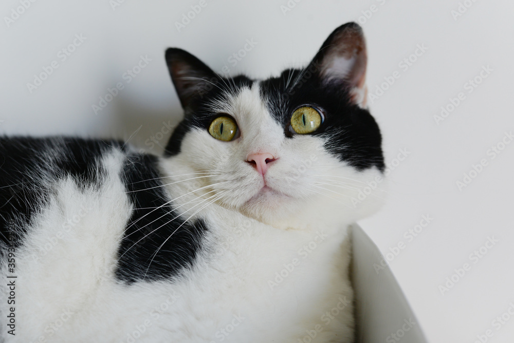 Black and white cat close up, sit in box, sad face, amazing light green eyes.
Black and white cat close up, sit in box, sad face, amazing light green eyes.