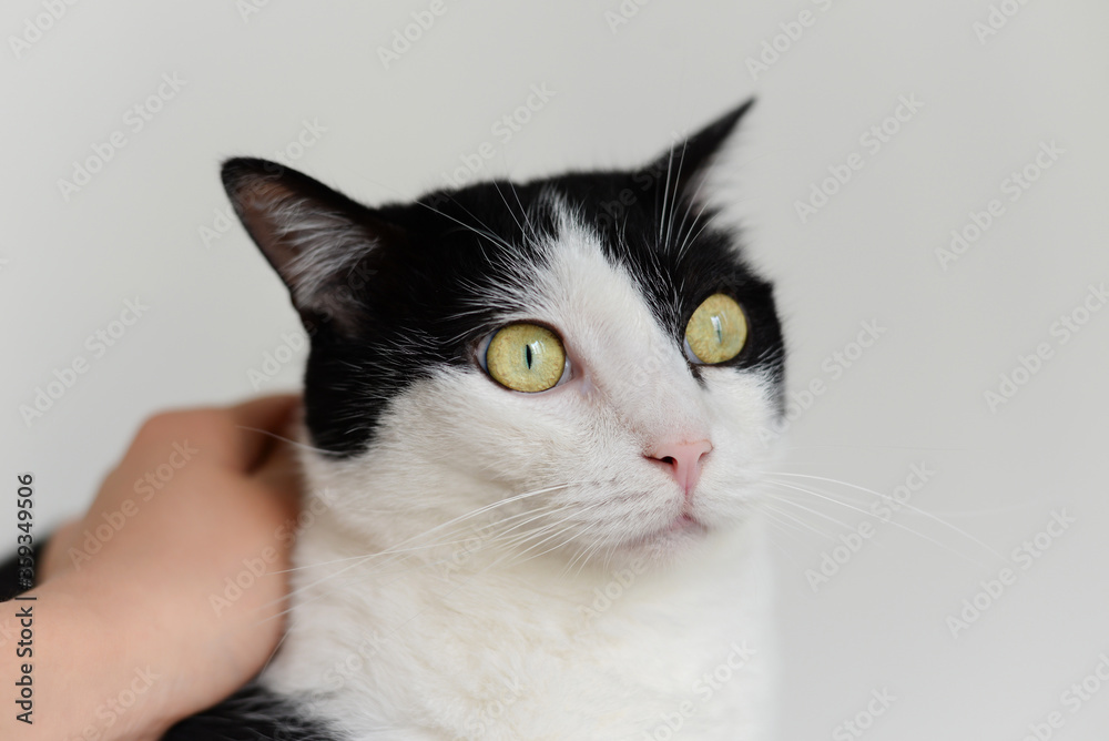 Black and white mixed cat is sad, a hand touch comfort it, in gray background