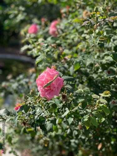 Praying mantis on a pink rose