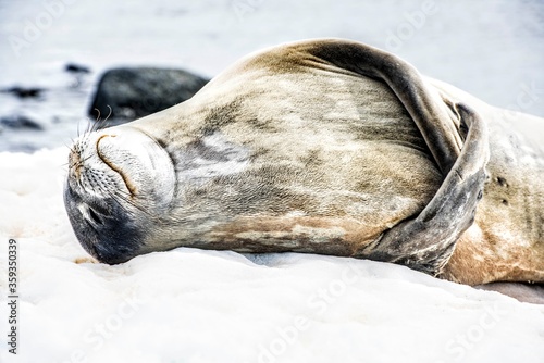 Antarctic Seal Sleep Time