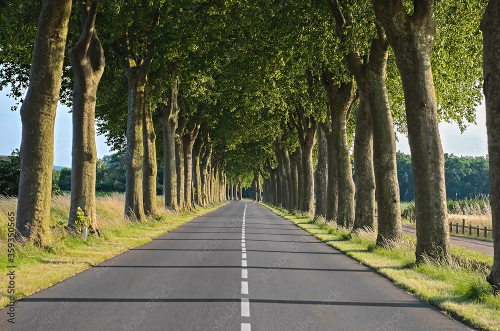 Beautiful sycamore trees alley and road in summer, Southern France
