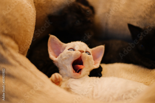 White adorable devon rex baby kitty open mouth and yawn