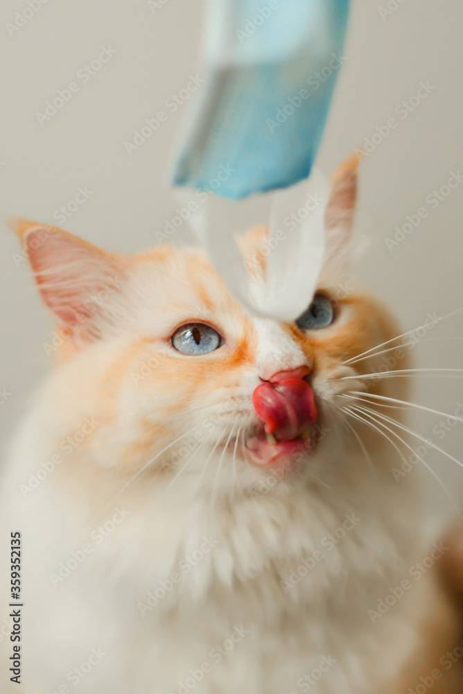 Yellow ragdoll cat want eat blue face mask
Yellow ragdoll cat want eat blue face mask