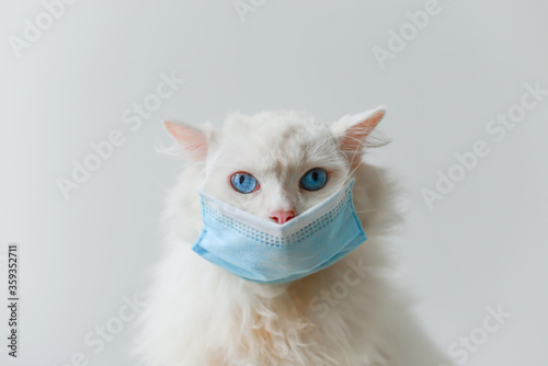 COVID-19 Pandemic coronavirus, White cat wearing face mask protective for spreading of disease virus. Very blue eyes 