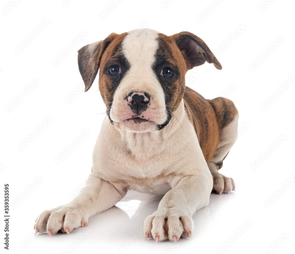 puppy american bulldog puppy american bulldog