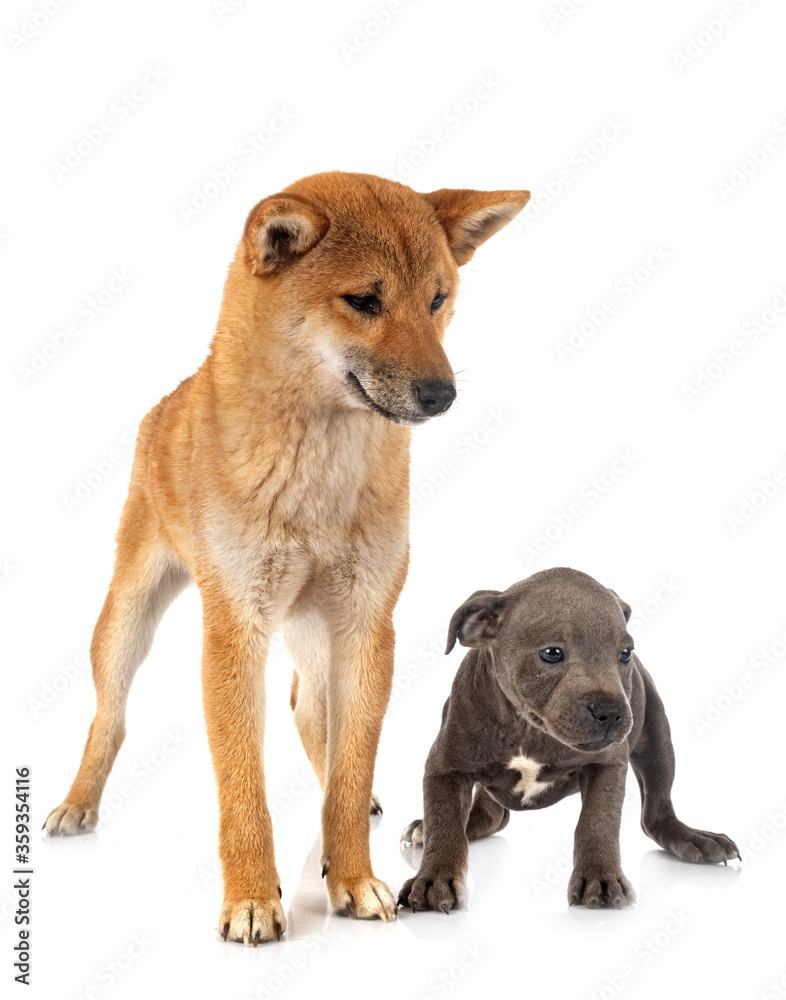 shiba inu and staffie