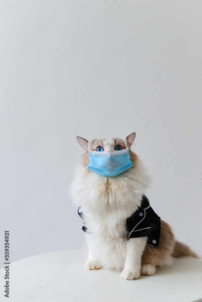 2020 New Cat photographer creative cat photography. COVID-19 Pandemic coronavirus Cute ragdoll cat wear face mask protective for spreading of disease virus SARS-CoV-2.
