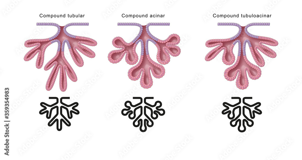 Structural classification of glands. Compound glands