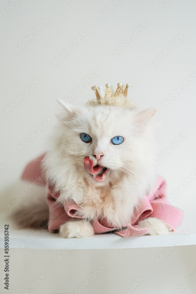 White ragdoll cat blue eyes in pink clothes yellow crown lick