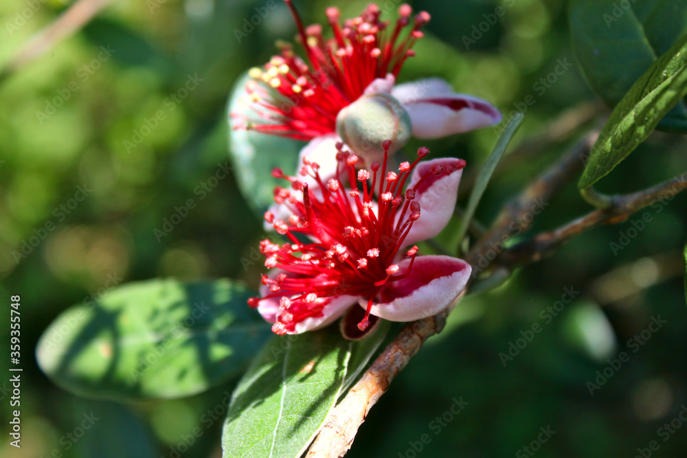 Feijoa flower close-up (Acca sellowiana) Feijoa flower close-up (Acca sellowiana)