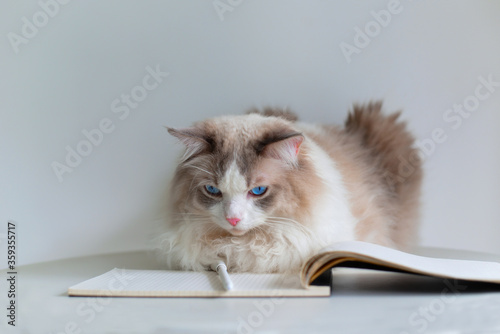 New creative cat photography. Ragdoll cat reading book, face is serious, looks like student  © 甜 黄