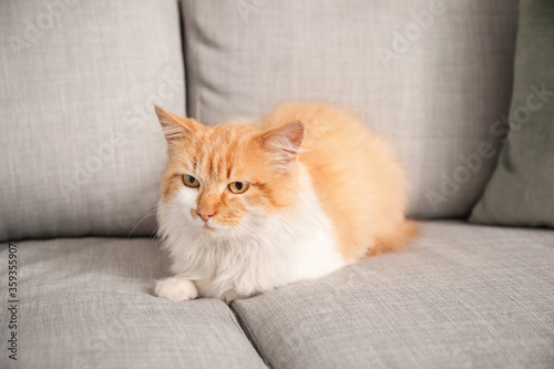 Cute cat on sofa at home © Pixel-Shot
