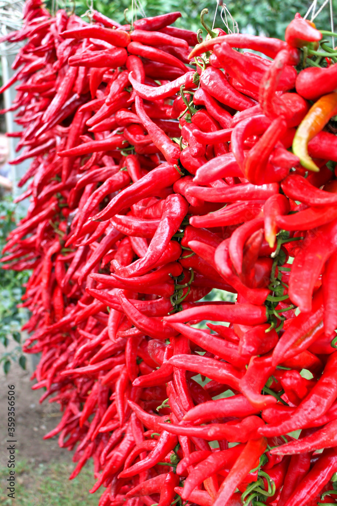 Dry ripe red pepper outdoors.