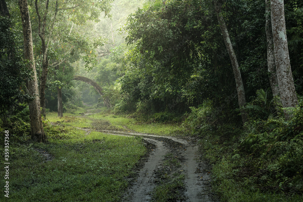 Fototapeta premium Kaziranga National Park