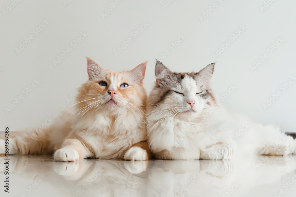 Yellow ragdoll cat sit with white cat, two cats together, one is sad
