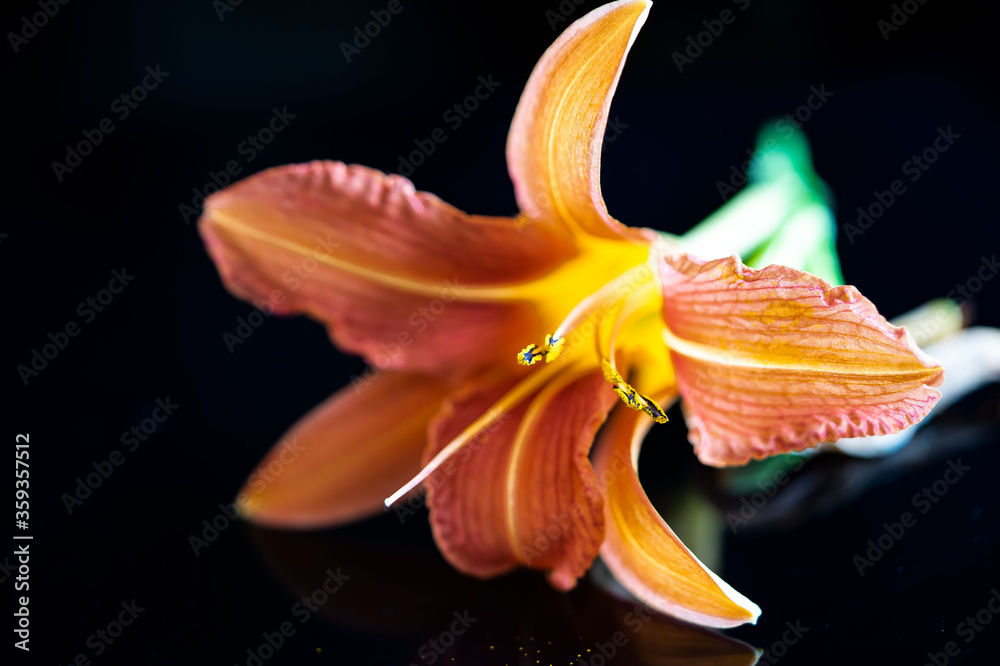 Lilienbüte