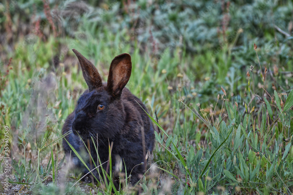 Fototapeta premium Frontal view of a rabbit eating grass.
