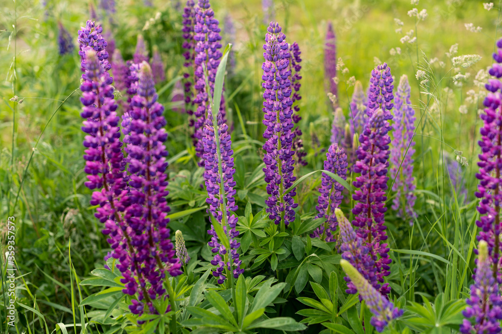 beautiful tall multi-colored flowers of lupins grow in a field among green tall grass in the fresh air. Color: purple, pink, lilac with different shades. beautiful landscape for enjoyment. summer beautiful tall multi-colored flowers of lupins grow in a field among green tall grass in the fresh air. Color: purple, pink, lilac with different shades. beautiful landscape for enjoyment. summer