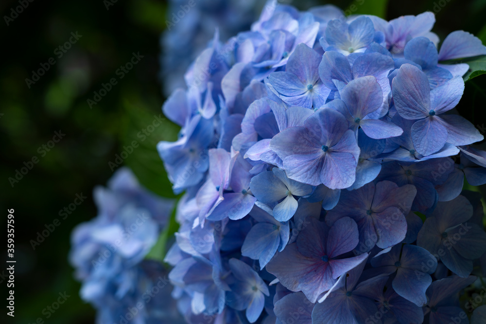 Japanese blue hydrangea close up