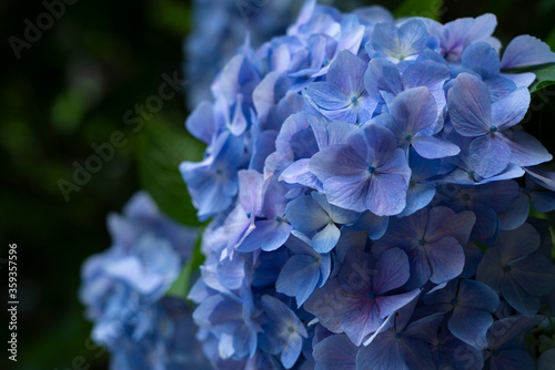 Japanese blue hydrangea close up © m________k____