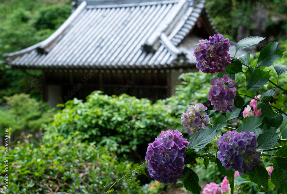 Hydrangeas and temples in Japan