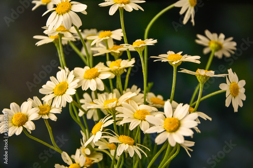 Gardening. Home. Daisy flower, chamomile. Matricaria Perennial flowering plant of the Asteraceae family. Beautiful photo