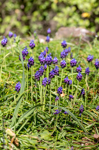 The plant  Muscari  with violet  flowers grows close-up