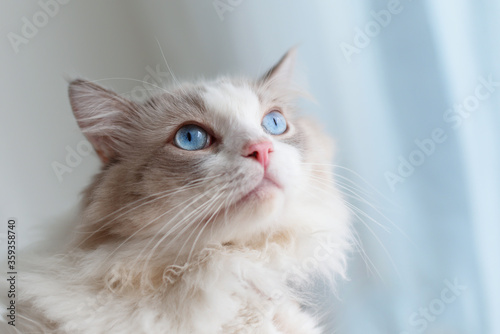 Cute ragodll cat with amazing blue eyes look up 