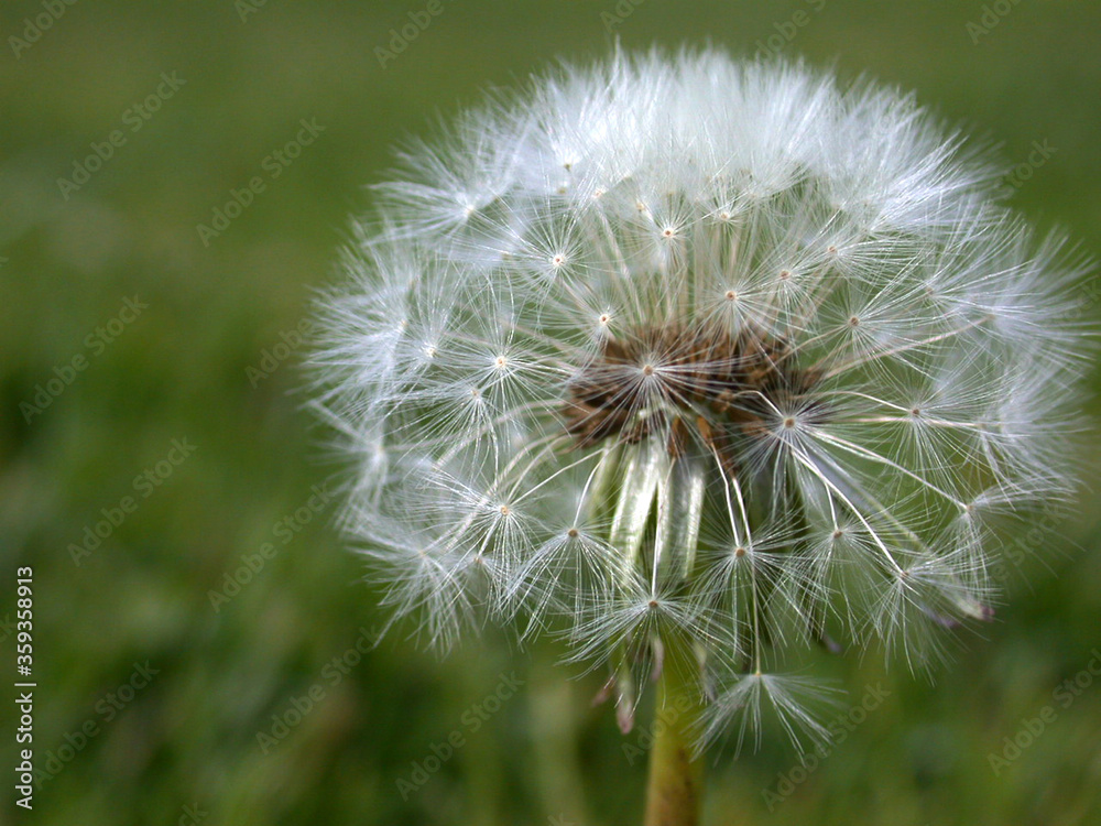 Fototapeta premium dandelion seed head