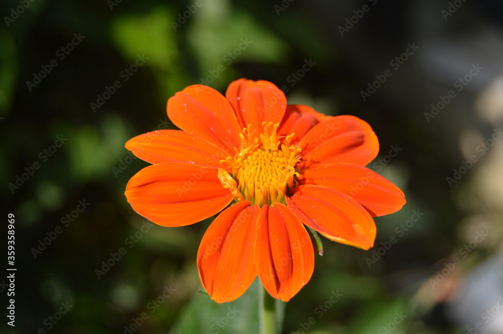 Most beautiful orange flower you've ever seen. Most beautiful orange flower you've ever seen.