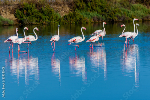 group of flamingos in Olhao  Algarve  Portugal