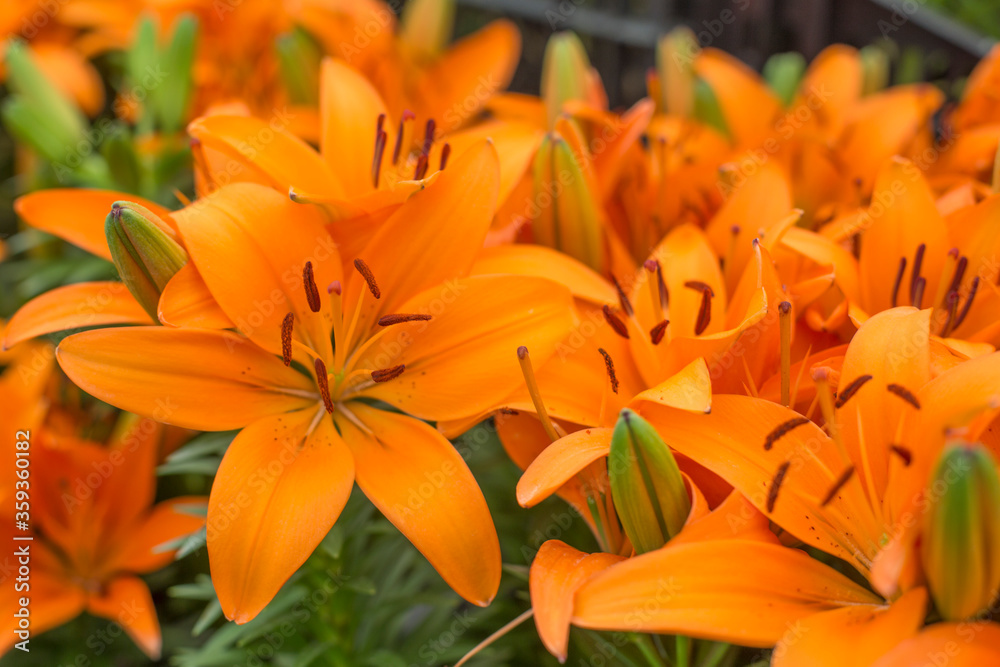 Close up of bouquet of beautiful summer blooming of Liliaceae. Close up of bouquet of beautiful summer blooming of Liliaceae.