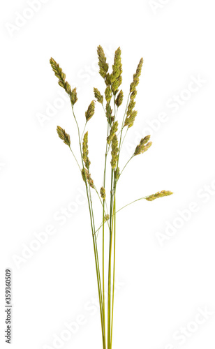 meadow grass isolated