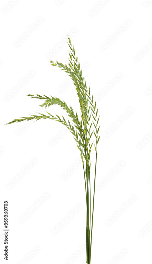 Fototapeta premium meadow grass isolated